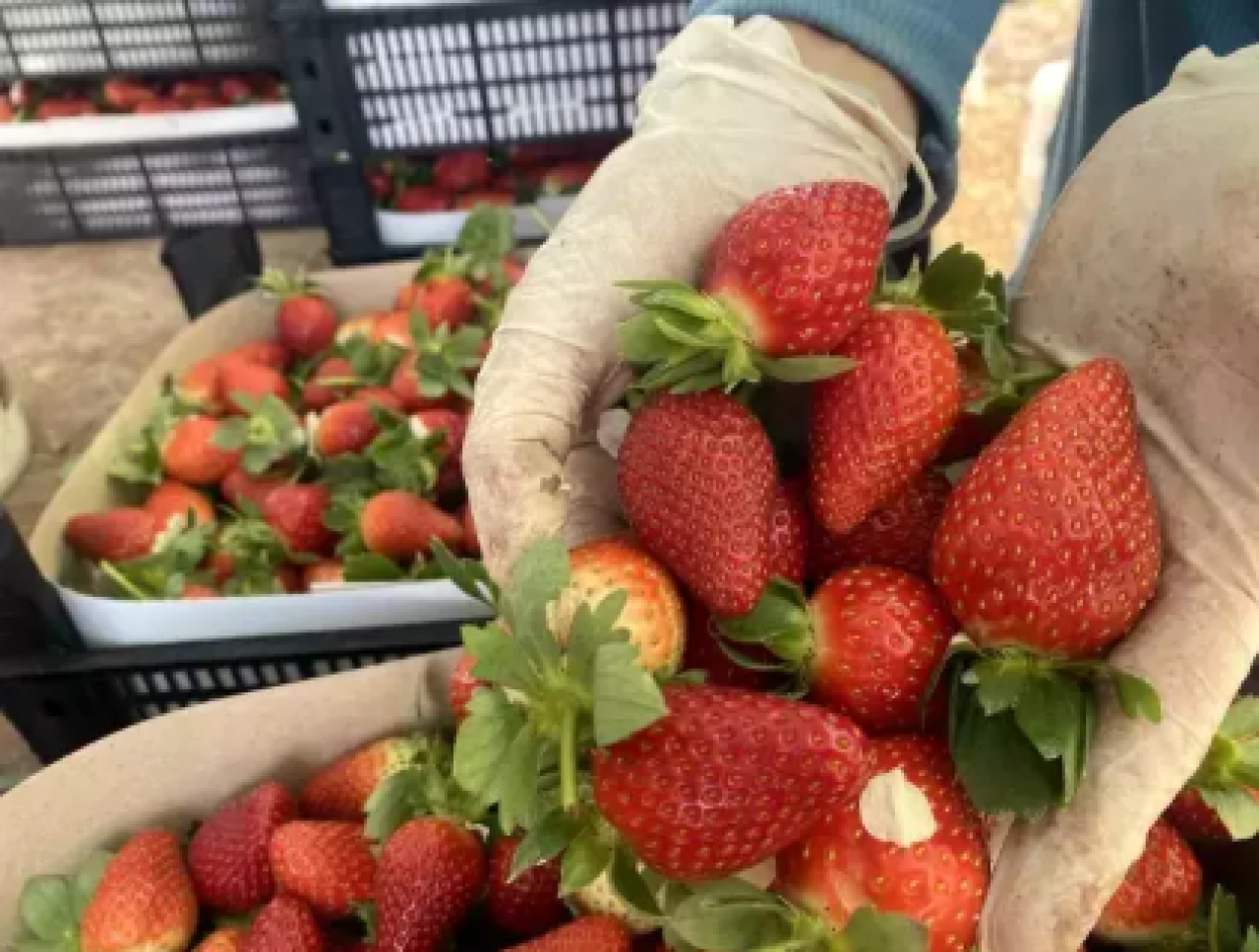 Çilek fiyatlarında bir aydaki değişim görenleri şaşkına çevirdi
