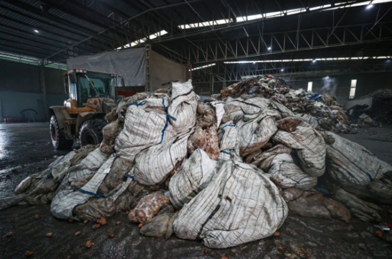 En çok tüketilen sebzede hastalık çıktı! 400 ton imha edildi