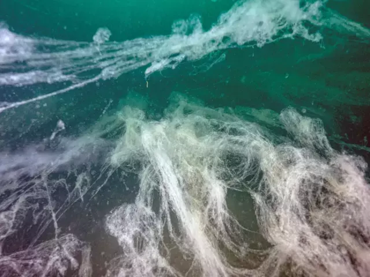 Marmara Denizi'nde müsilaj tehdidi yeniden ortaya çıktı!
