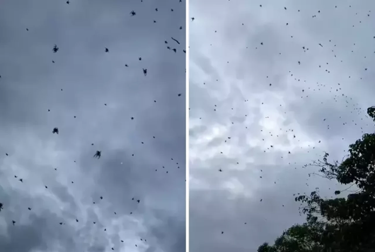 Brezilya'da örümcek yağmuru! Binlercesi gökyüzünü sardı