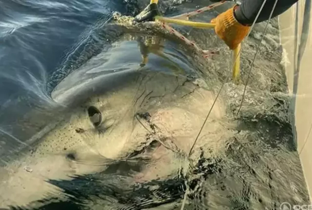 Şimdiye kadar yakalanan en büyük köpekbalığı tespit edildi