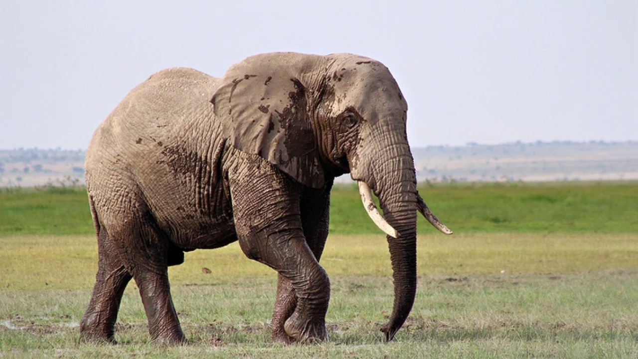 Hindistan'da fil saldırısında 5 kişi hayatını kaybetti