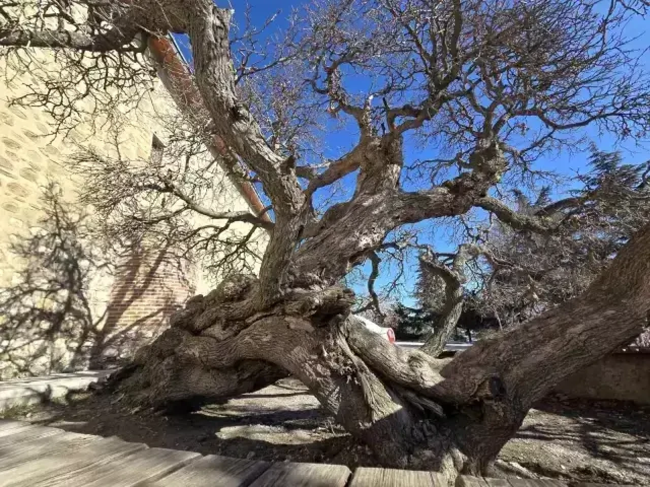 Eğik dut ağacının hikayesi duyanları hayrete düşürüyor!