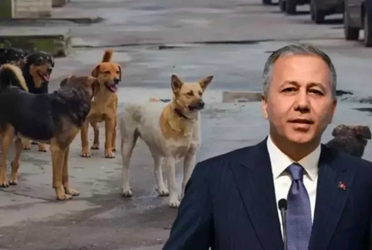 Bakan Yerlikaya'dan sahipsiz hayvanlar açıklaması: Müfettişler 2 ayda bir belediyeleri denetleyecek