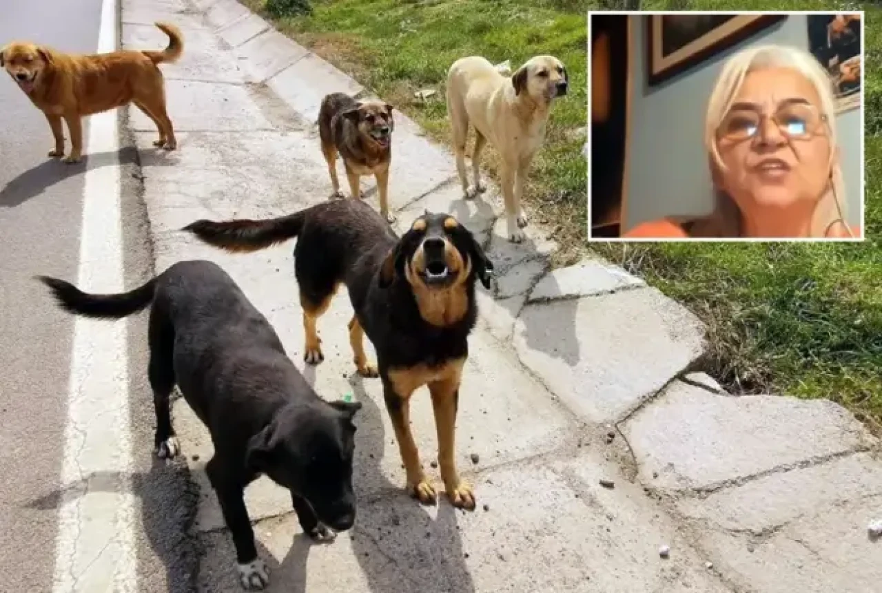 Hayvanlara Adalet Derneği Başkanı'ndan skandal sözler: "Keşke köpekler,  görevlilerin boynunu koparsa"