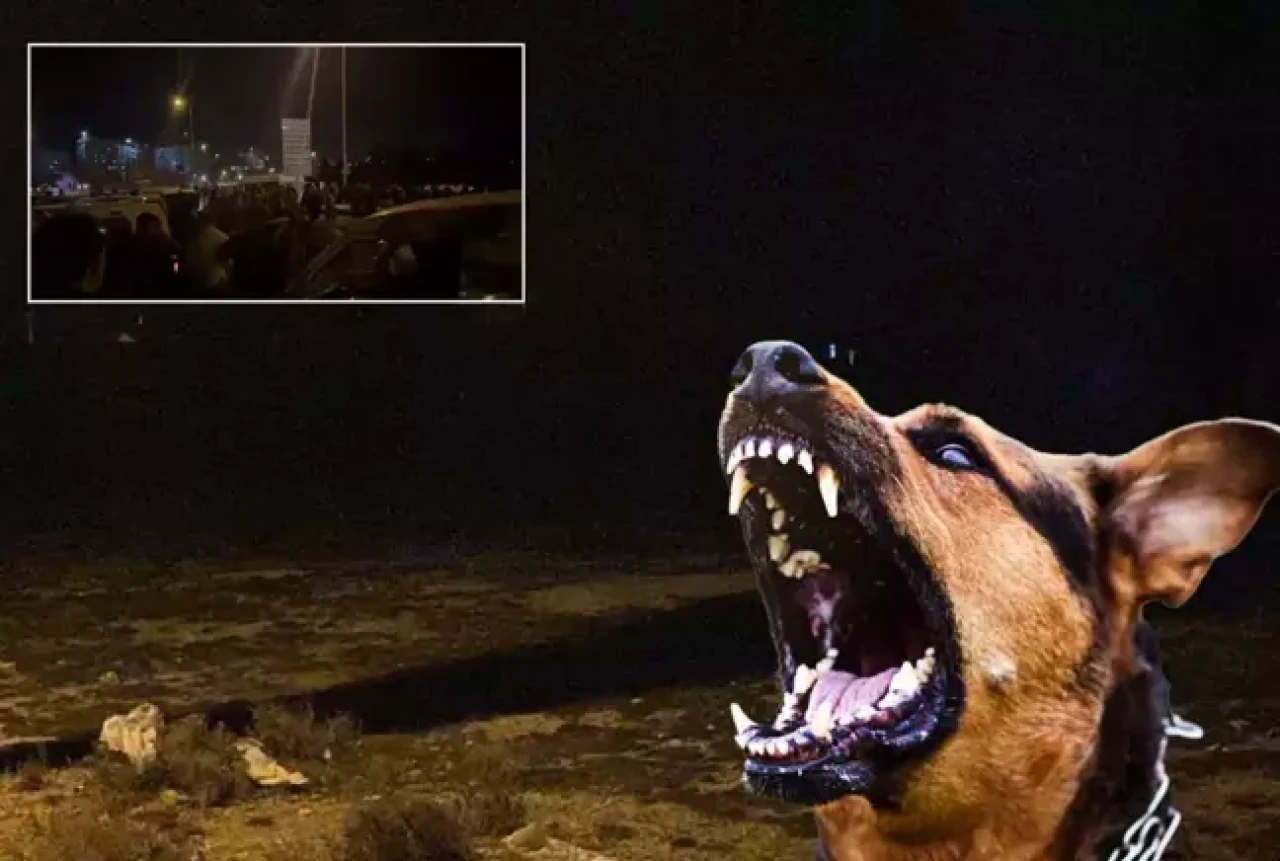 Başıboş köpekler 2 yaşındaki çocuğu öld.rdü