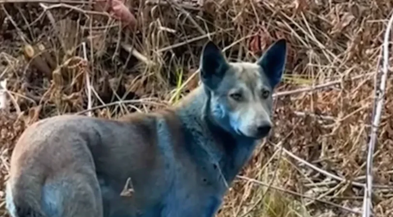 Çernobil'den 'mavi' kareler! Sokak köpeklerinin rengi değişti