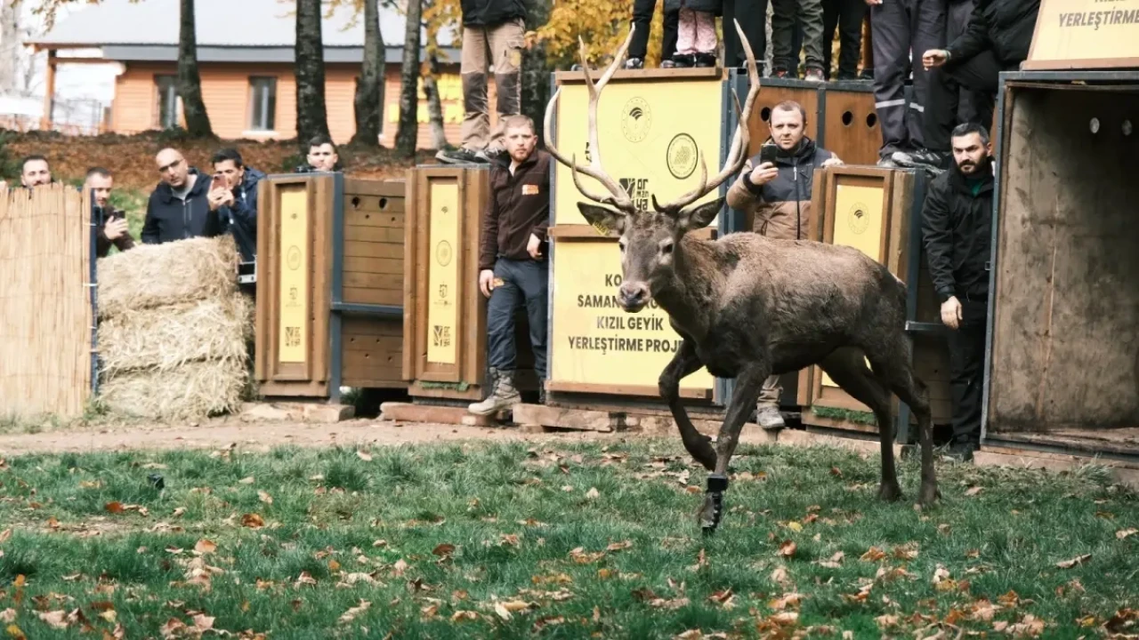 Kızılgeyik iklimlendirme projesi kapsamında 7 kızılgeyik daha doğaya salındı
