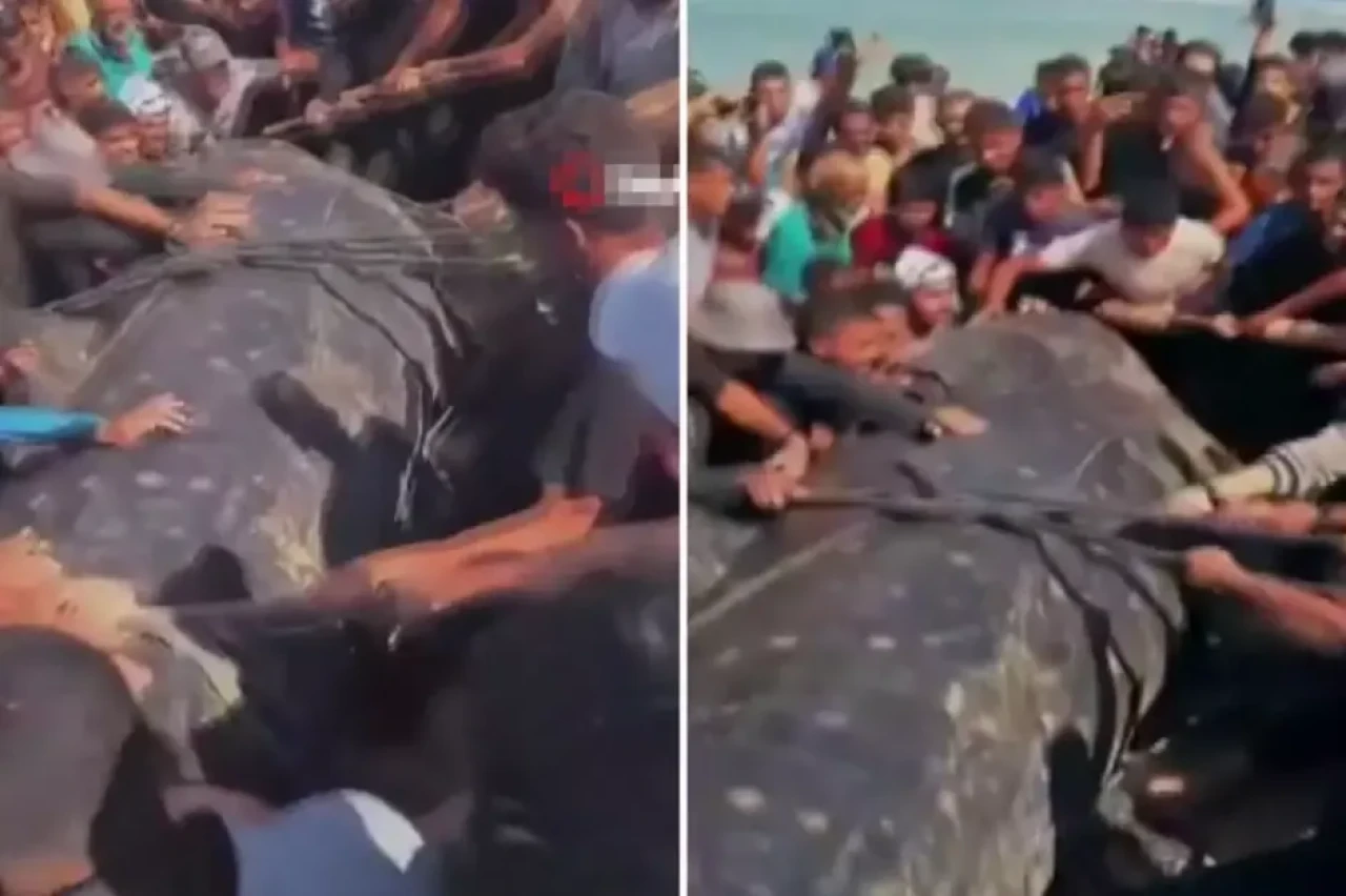 Gazze'de dev balık kıyıya vurdu: Tam 2 ton ağırlığında!