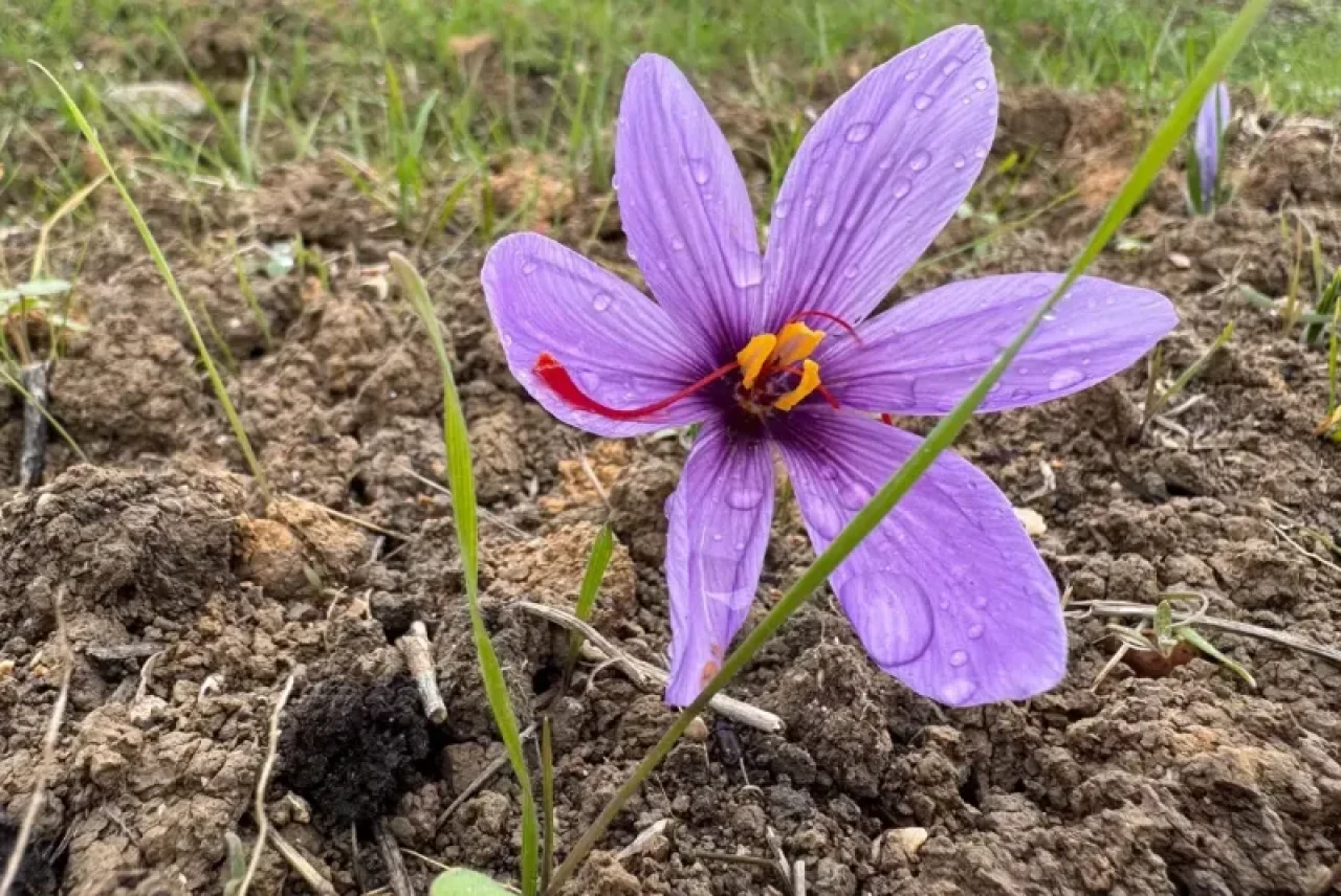 Kilosu 600 bin TL! Gören tarlaya koşuyor
