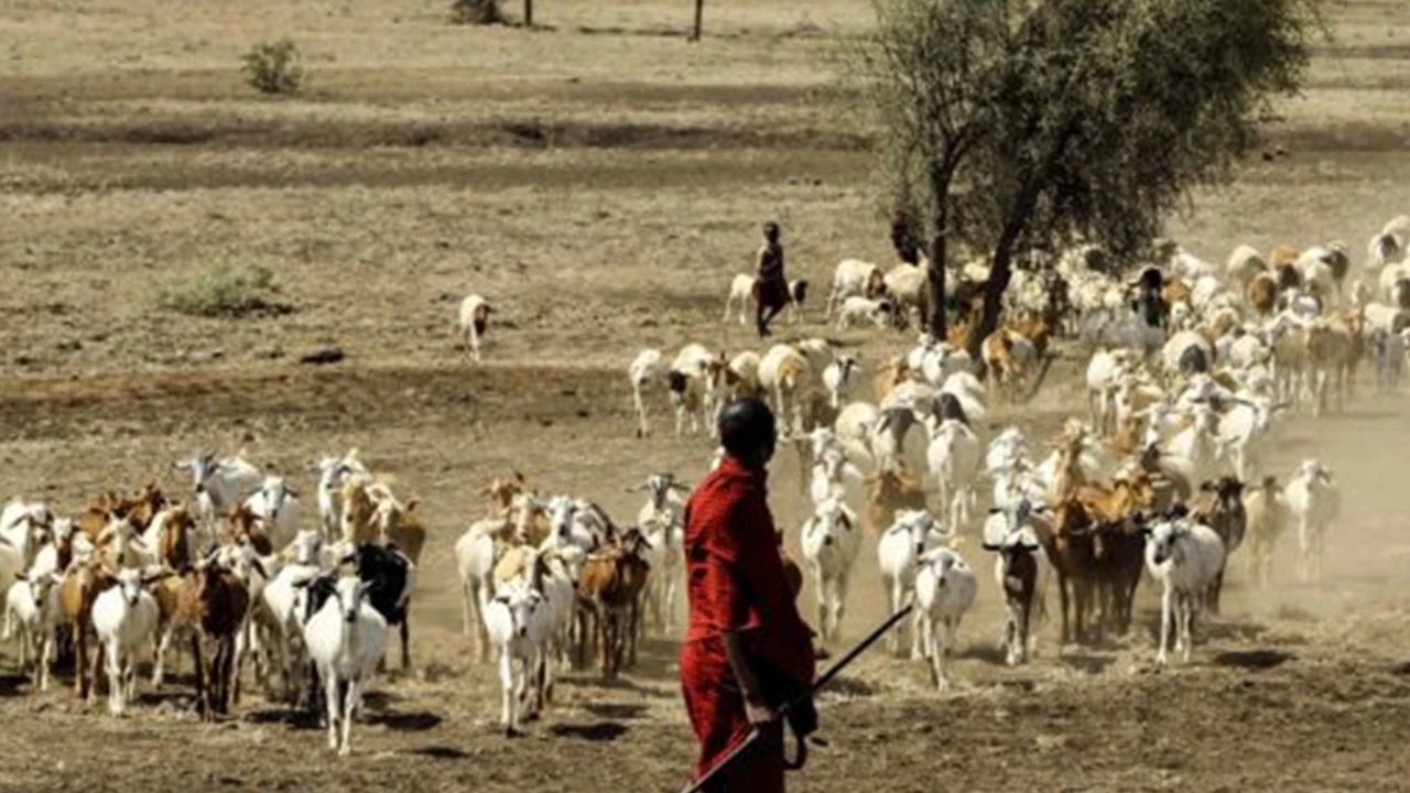 Senegal’de Rift Vadisi Ateşi salgını büyüyor: Ölü sayısı 25’e yükseldi