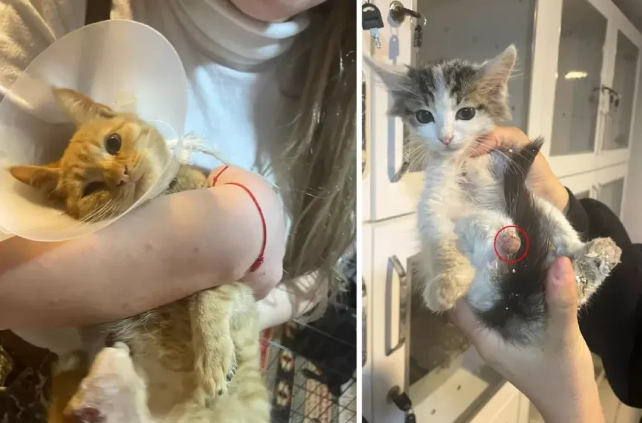 Isparta'da vahşet! Büyü için sokak hayvanlarının uzuvlarını kestiler