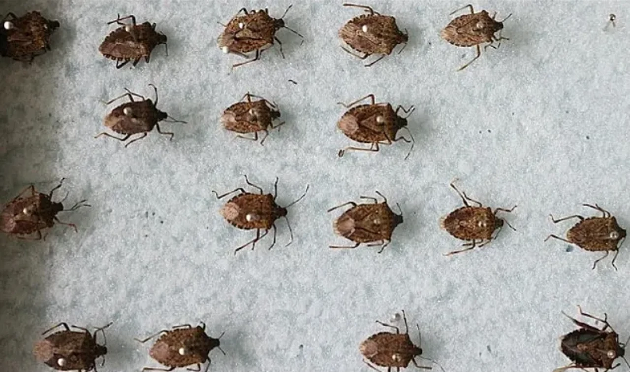 95 TIR'da 'kahverengi kokarca' alarmı: Mahsur kaldılar!