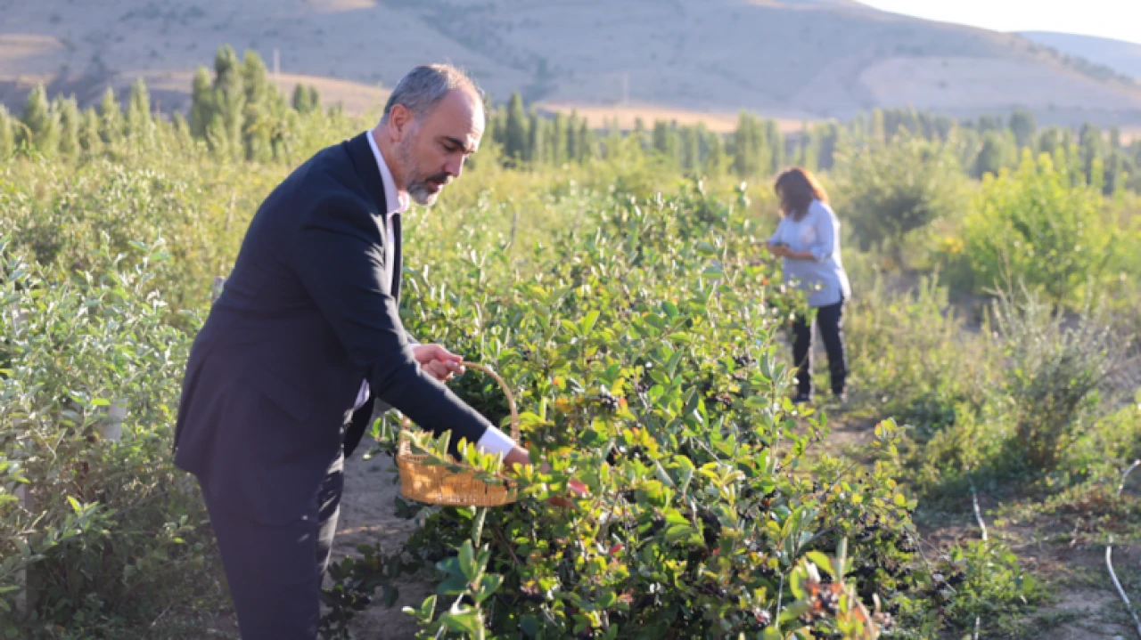 Çiftçiler bu meyveyi dikmek için sıraya girdi: Getirisi çok büyük