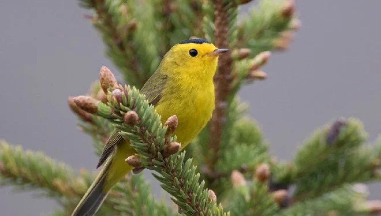 Uzmanlardan korkutan uyarı: Kuşların davranışları değişti, doğanın dengesi bozuluyor