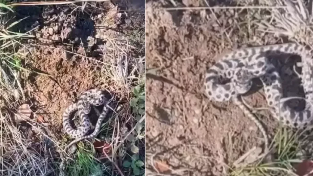 Karabük'te zehirli yılan şoku: Burun buruna geldi!