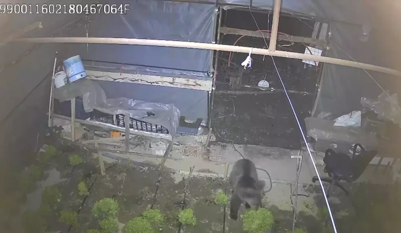 Karabük’te yavru bozayı seraya girip marul yedi