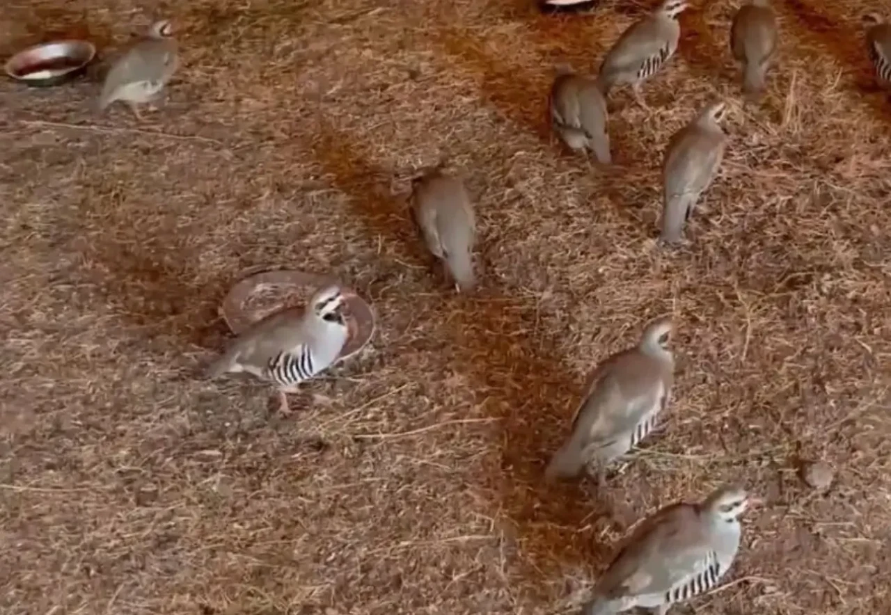 Bitlis’te kaçak keklik ticareti engellendi: 90 kınalı keklik yeniden doğaya dalındı