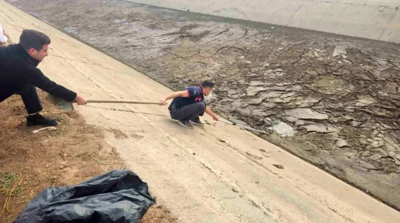 Batman'da yavru köpek operasyonu