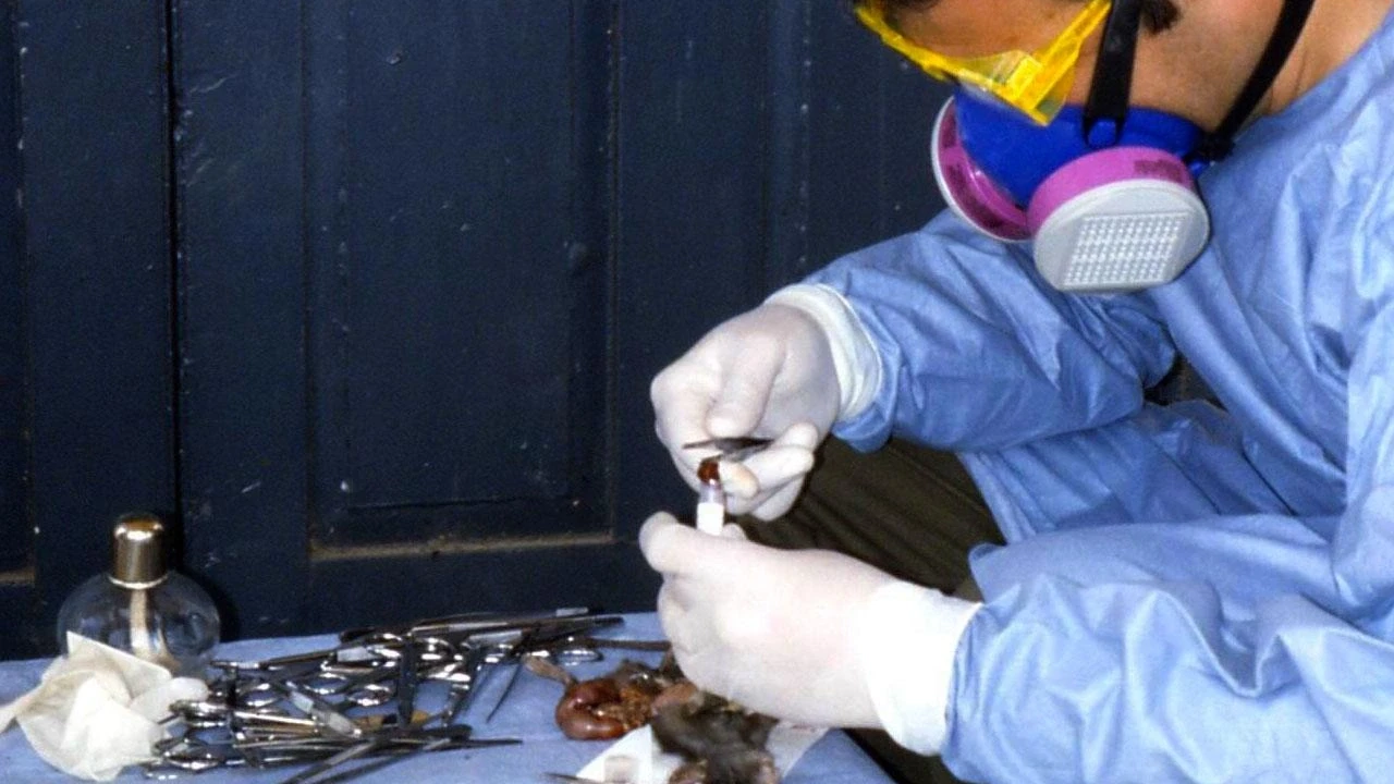 Yeni salgın alarmı: Çin’de sivrisinek kaynaklı Chikungunya Virüsü yayılıyor