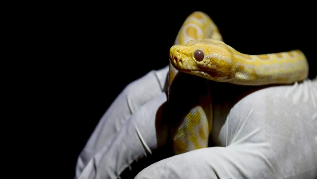 Asayiş kontrolü sırasında ilginç olay! Cebinden büyük piton çıktı