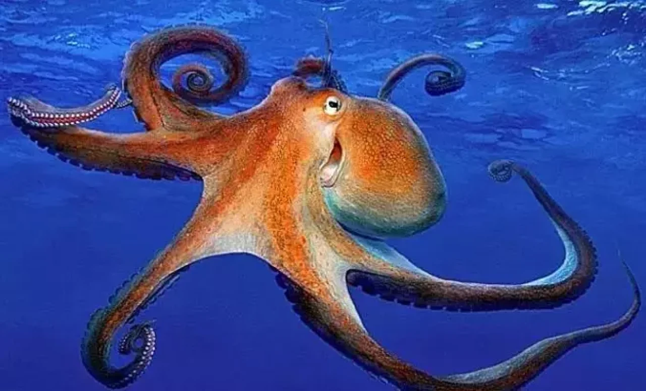 Ahtapotlar nasıl ürer? Çiftleşme yöntemi