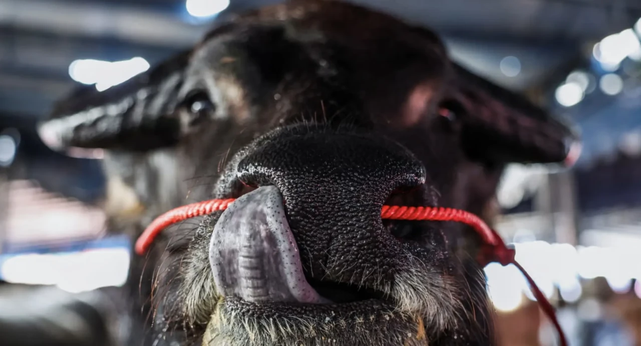 Tayland'da bir tuhaf güzellik yarışması! Mandalar yarışıyor