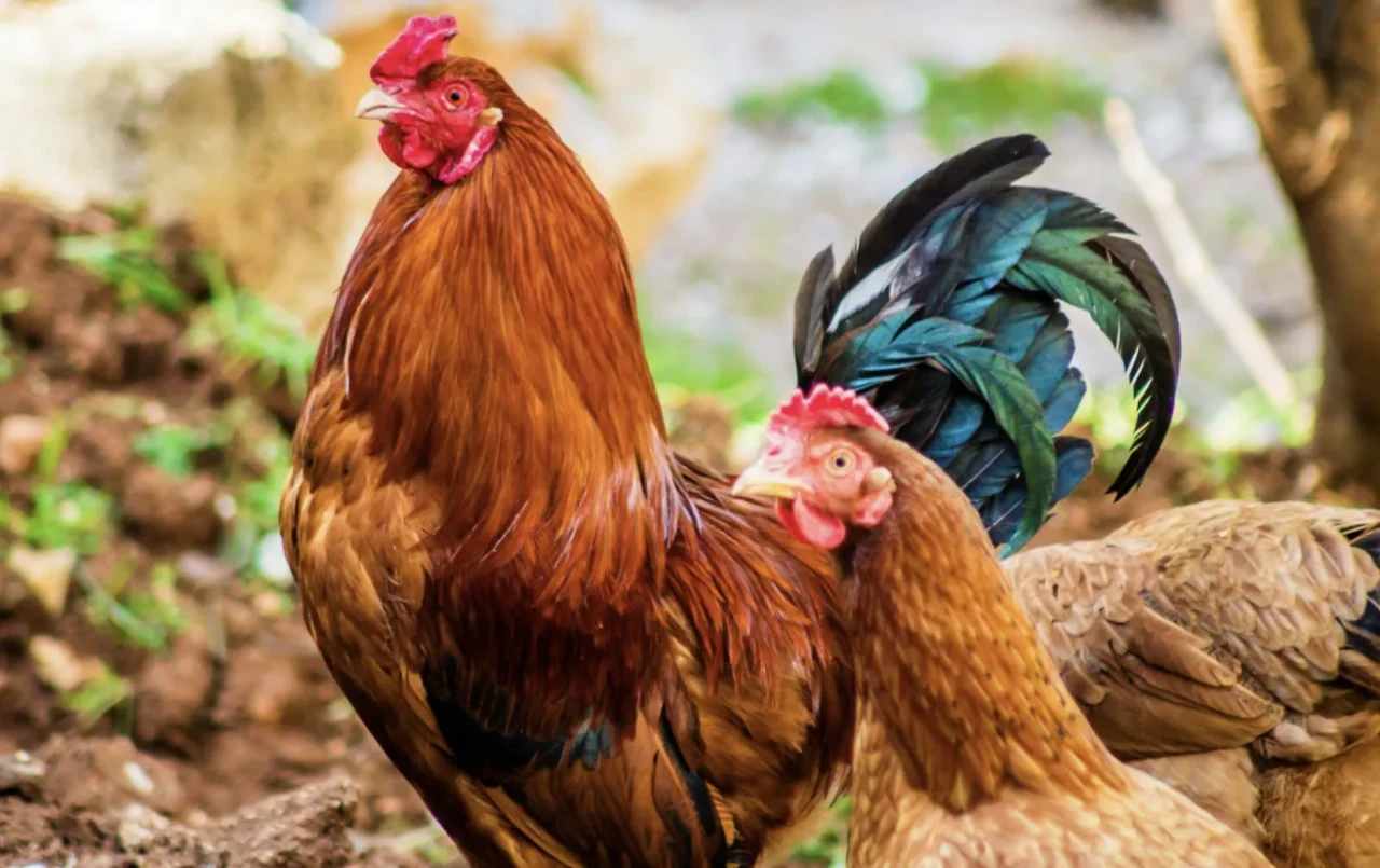 Belçika’da kuş gribi alarmı: Tüm kümes hayvanları kapalı alanlara alındı