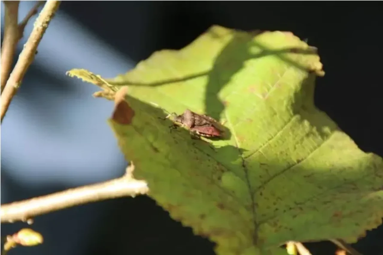 Tarım ve Orman Bakanlığı düğmeye bastı! Kahverengi kokarca kabusu bitiyor mu?