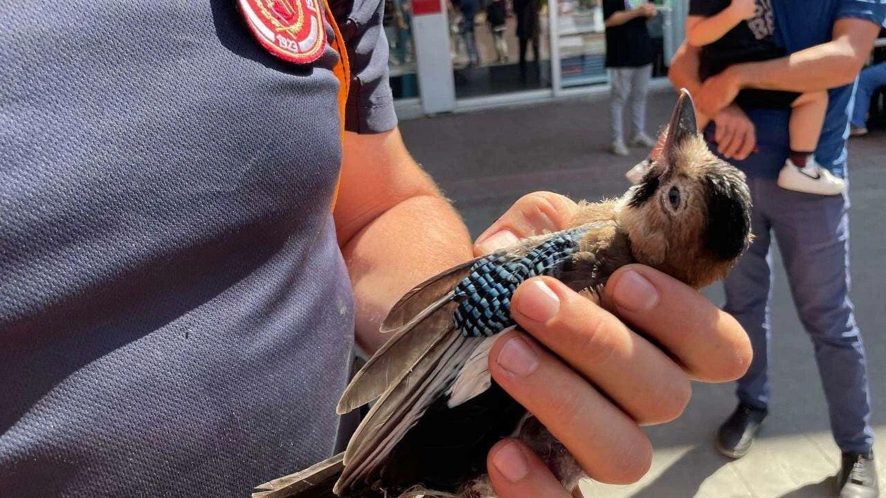 Bursa’da gölette mahsur kalan yabani kuş kurtarıldı
