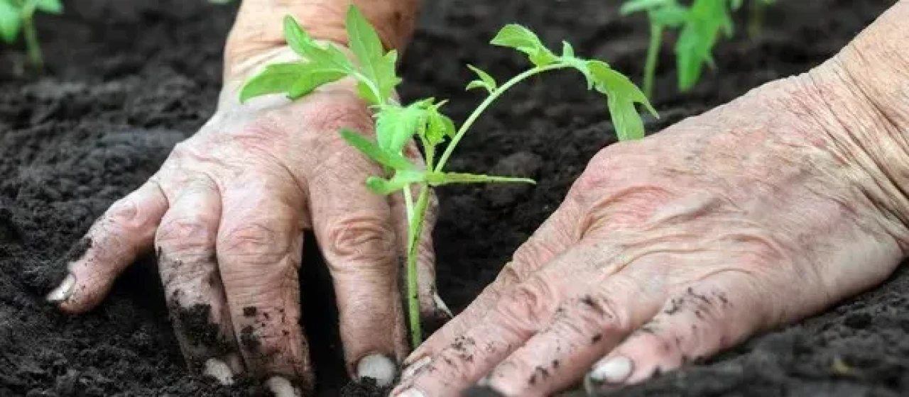 Ay takvimine göre ekim dikim işleri Ekim 2025