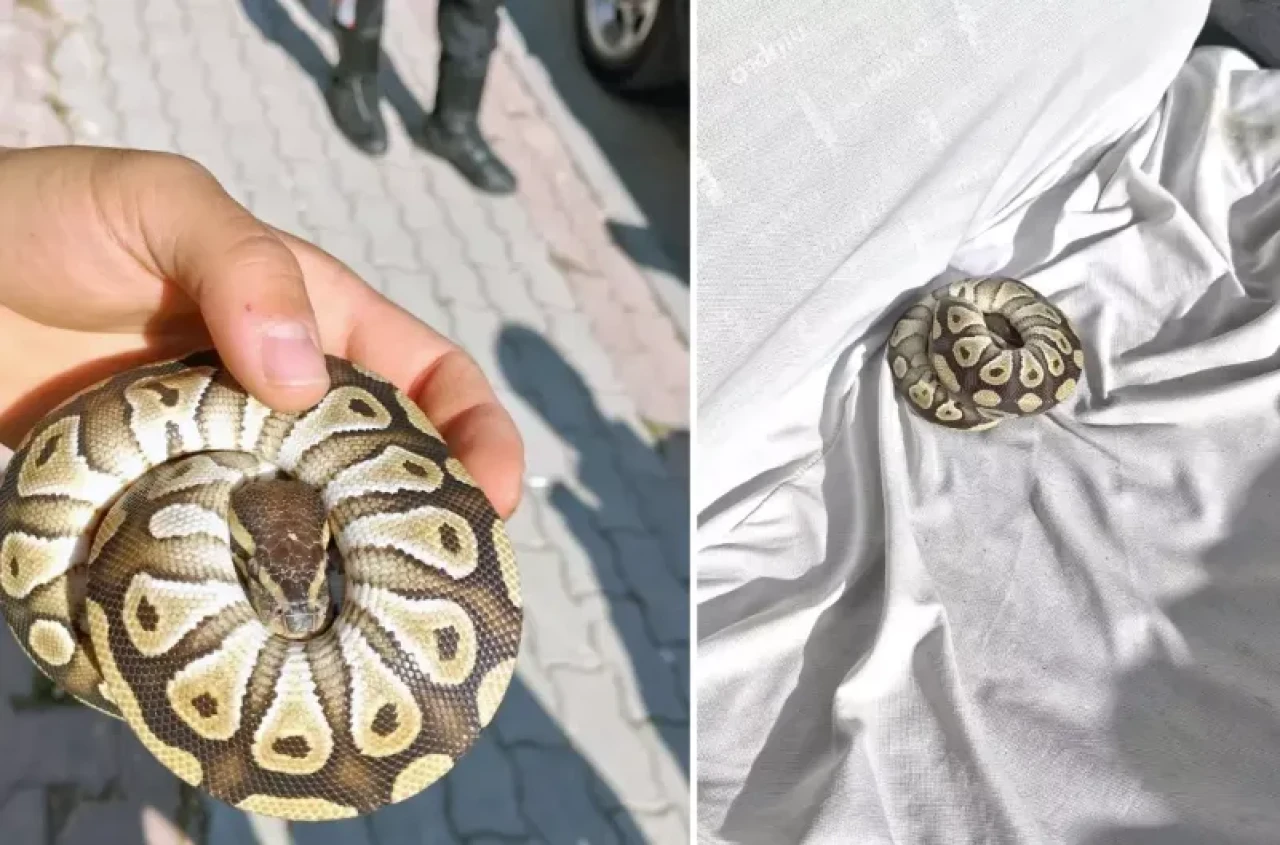 Asayiş kontrolünde şoke eden olay! Cebinden yavru piton çıktı