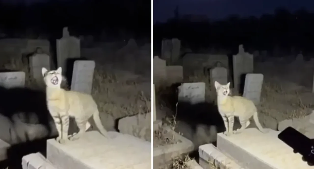 Yapay zeka sınır tanımıyor: Mezarlıkta “Allahu Ekber” diyen kedi viral oldu