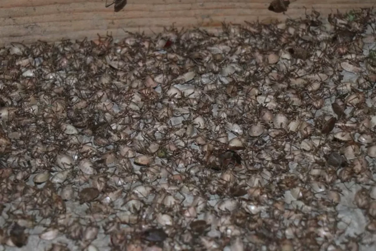 Kokarca tehlikesi yayılıyor: Cilde temas eden dikkat etmeli!