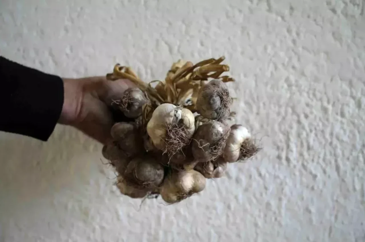 Gümüşhane ata mirasını markalaştırıyor: ‘Siyah sarımsak’ tescil yolunda