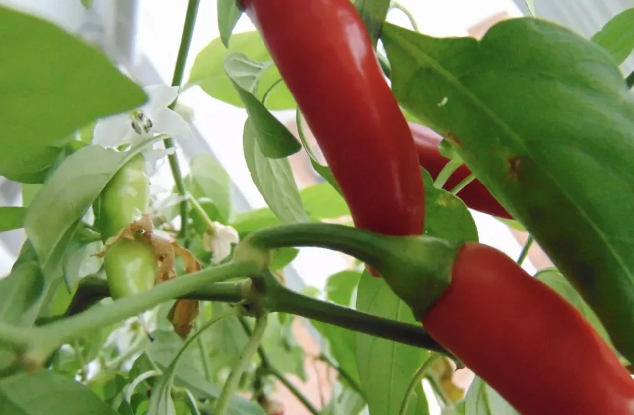 Dünyanın en acı biberleri hangisi 2025