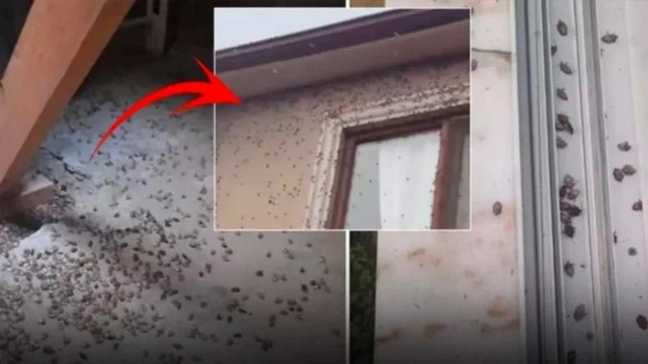 Tüm Türkiye'ye yayılmaya başladı: Acil eylem çağrısı geldi