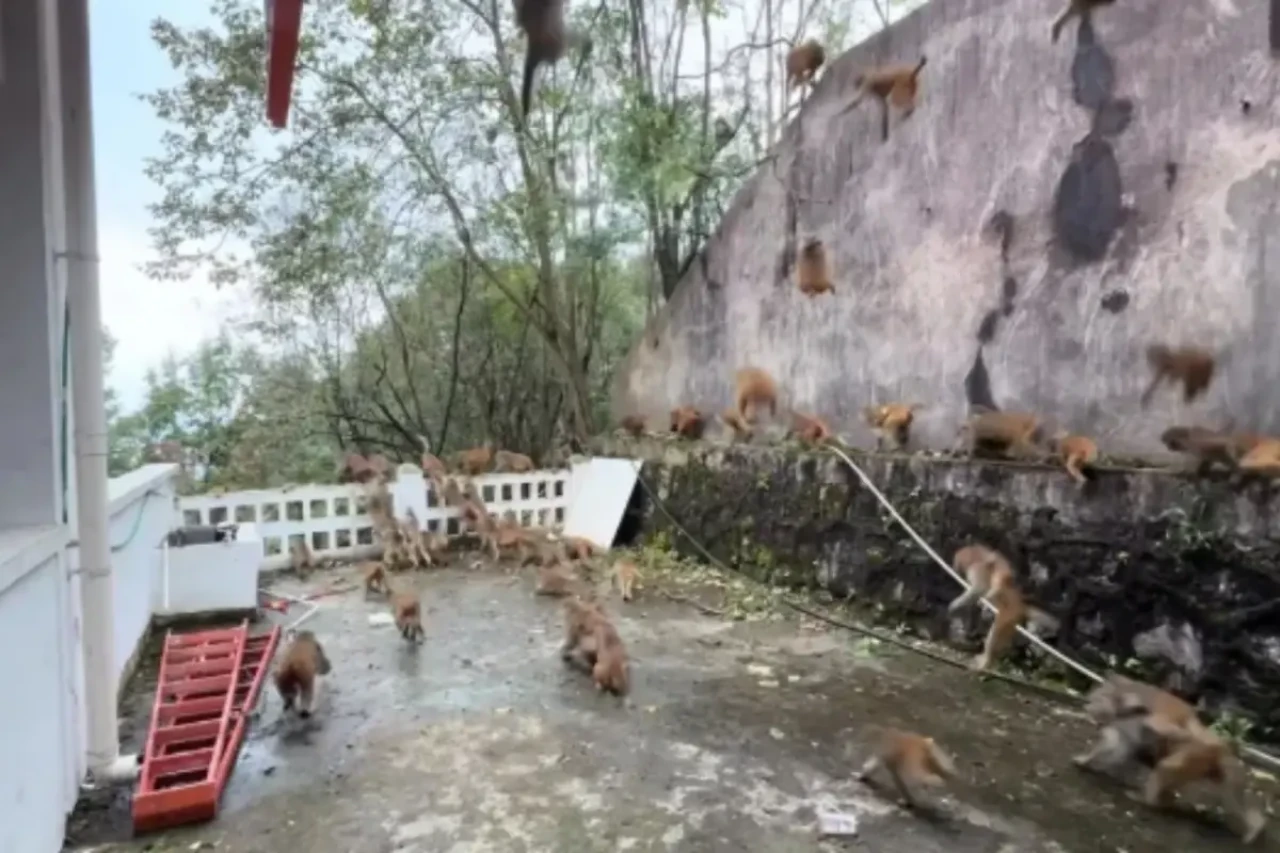 Çin’de dağdan inen 100 maymun turistlerin üzerine akın etti