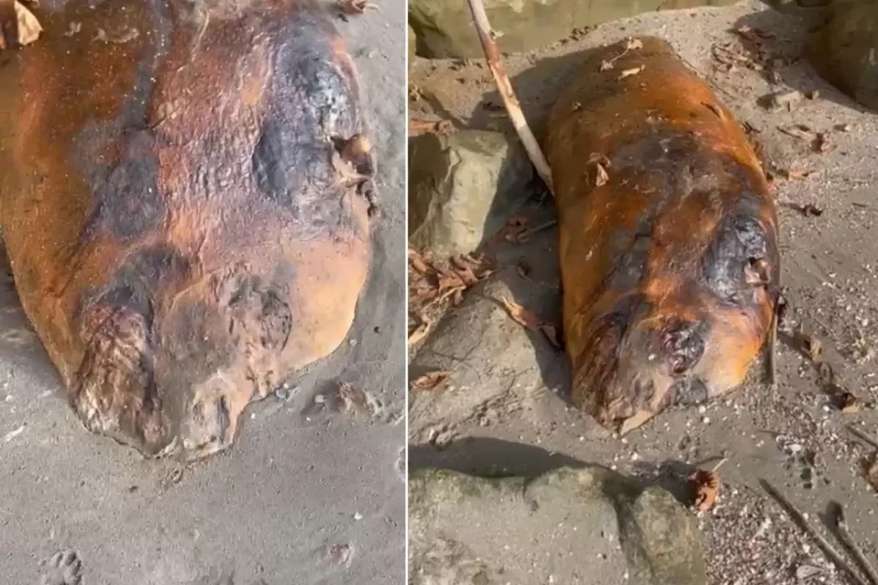 Marmara sahiline vuran gizemli canlı! Kimse ne olduğunu anlamadı