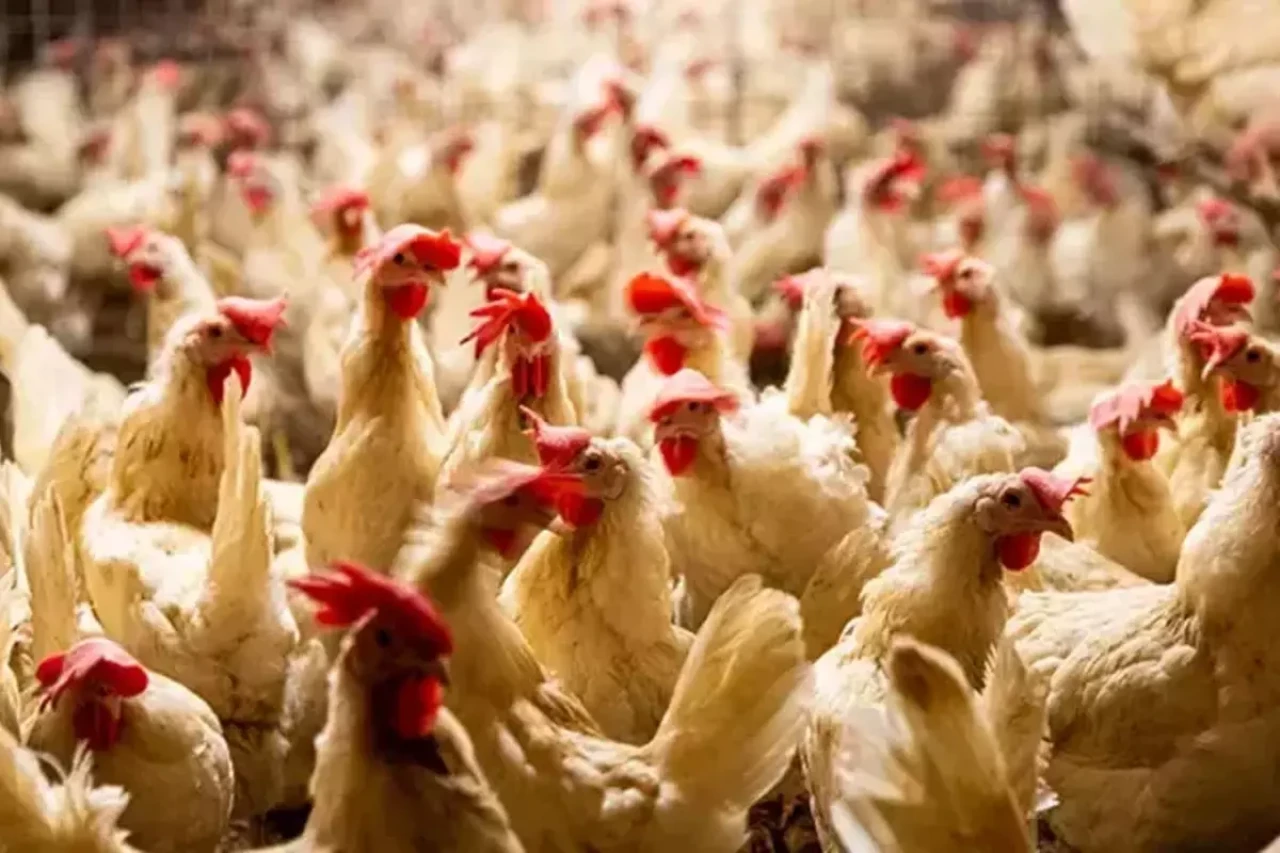 Dünya kuş gribi kıskacında: Hollanda'da dev itlaf