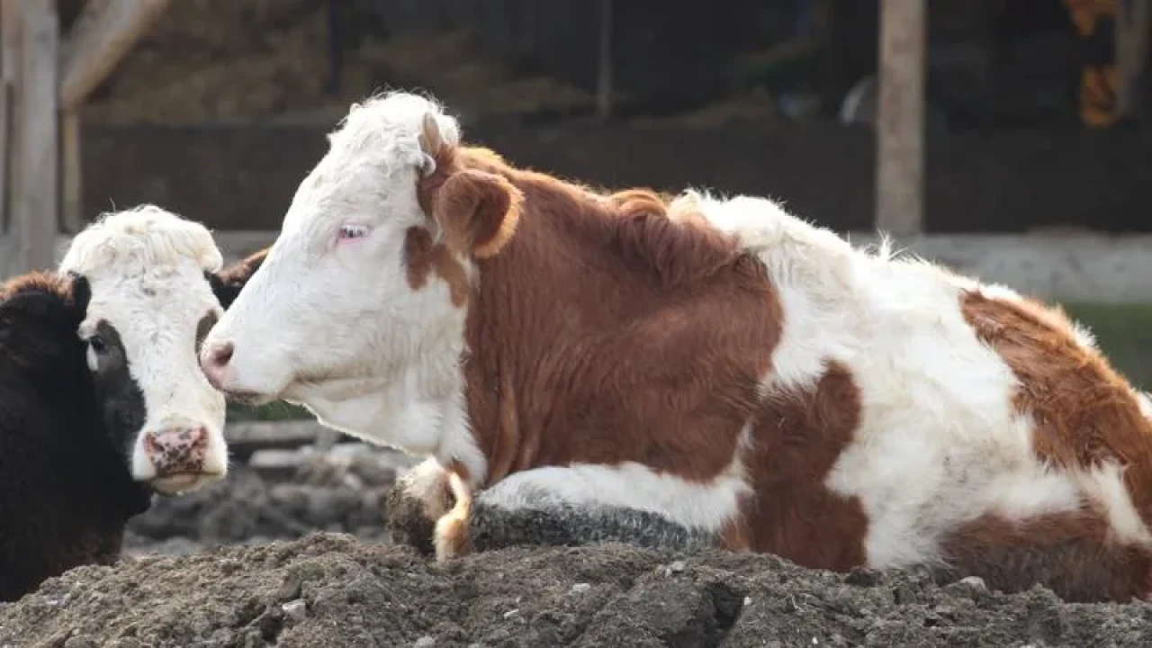Bolu’da şap hastalığı alarmı: 18 köy ve 4 mahalle karantinaya alındı