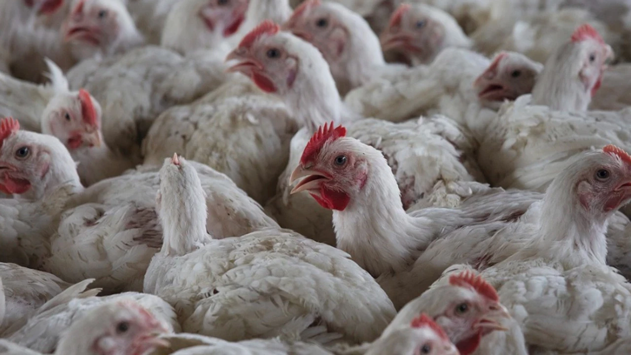 İspanya’da kuş gribi alarmı: 2 milyondan fazla hayvan itlaf edildi