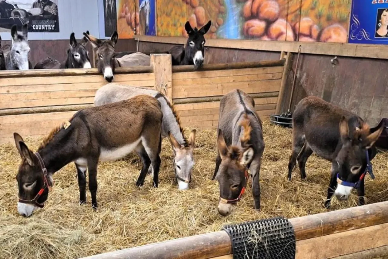 Almanya’da dikkat çeken karar: Gazze’den 8 eşeğe sığınma hakkı, Filistinli bebeğe ret