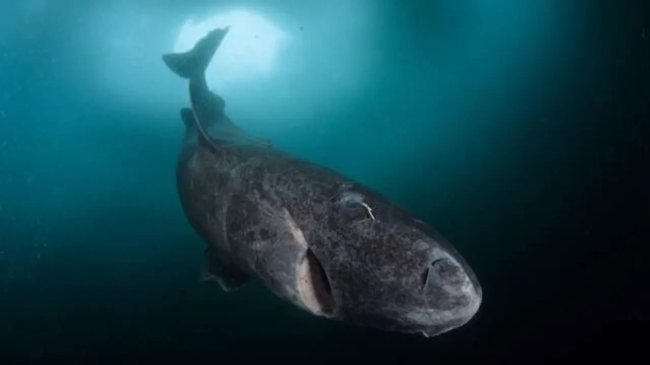 Dünyanın en uzun yaşayan hayvanı bir köpekbalığı olabilir mi?