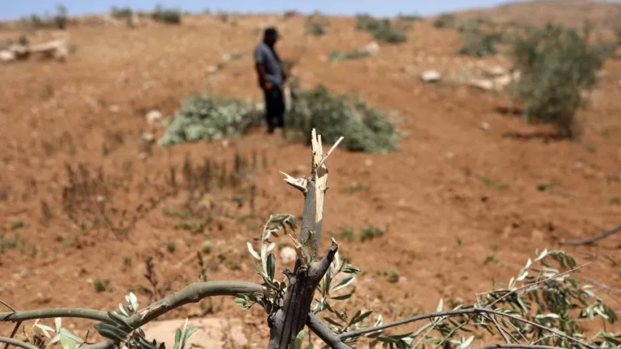 İsrail ordusu Batı Şeria’da 135 zeytin ağacını sökerek tarım alanlarına saldırdı