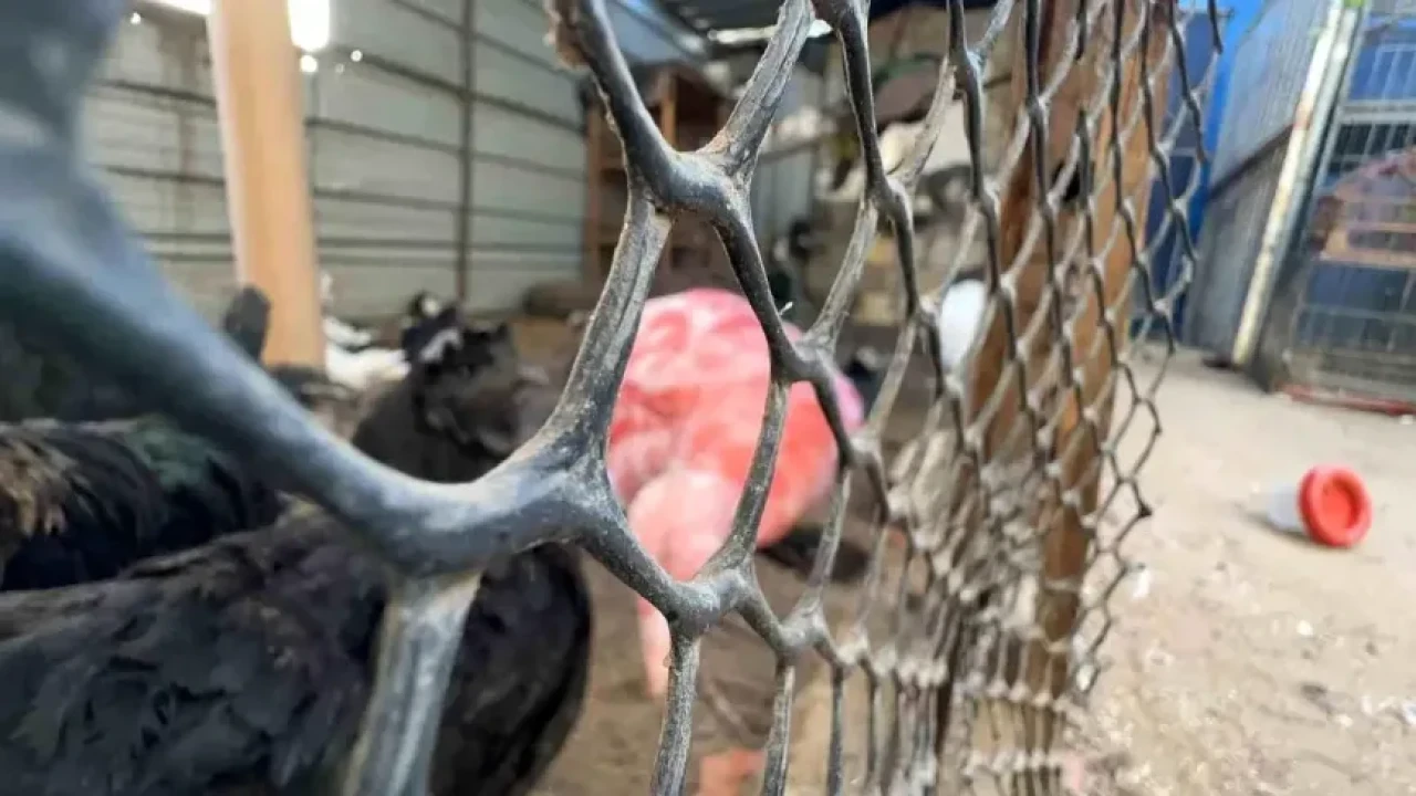 Gazze’de can kaybı 68.865’e çıktı