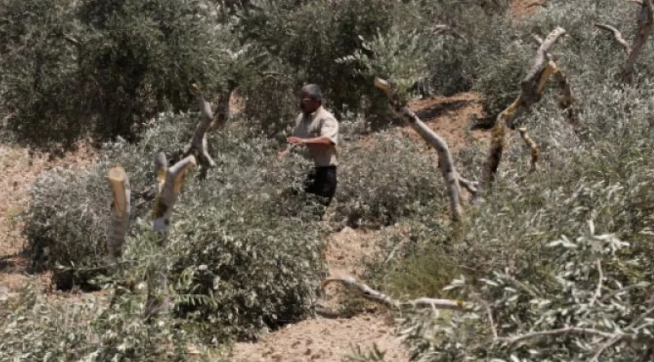 Batı Şeria’da Filistinlilere saldırı: Zeytin hasadı hedef alındı