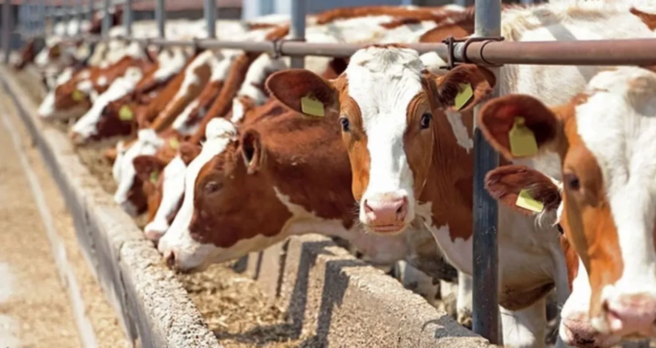 Et ve süt fiyatlarında artış beklentisi: ABD Tarım Bakanlığı raporu açıkladı