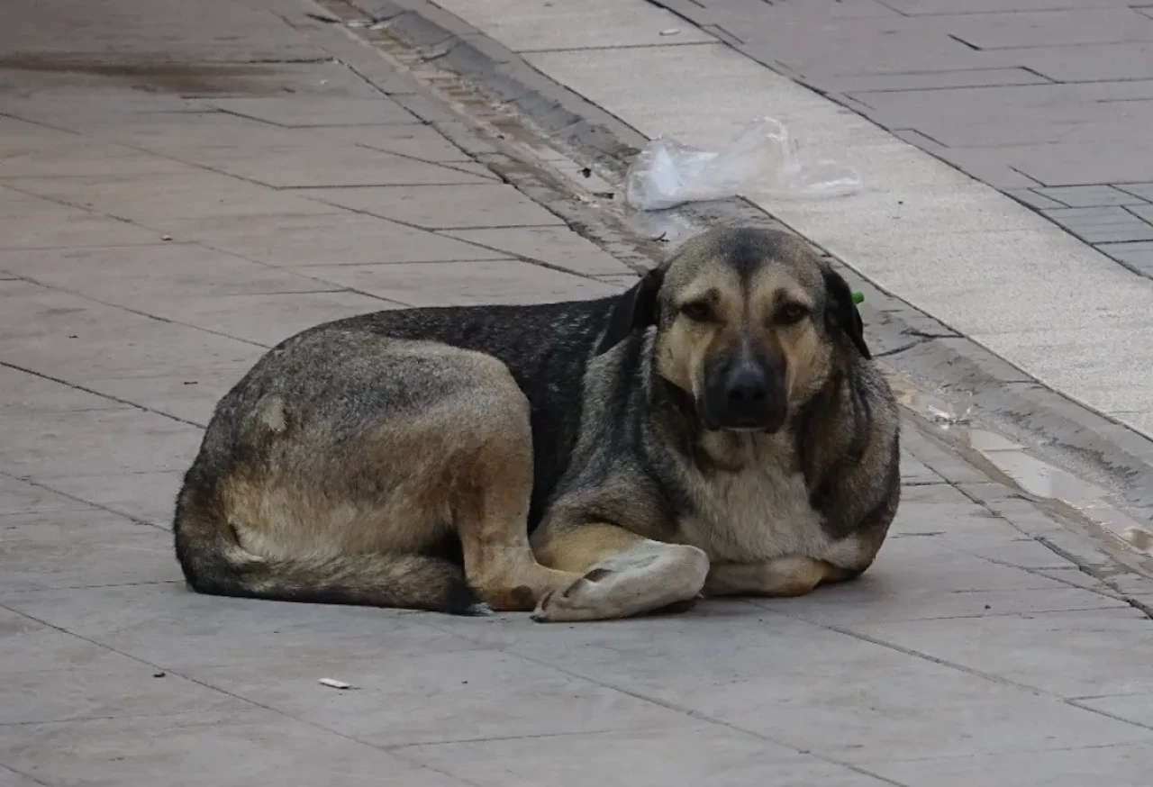 İstanbul Valiliği'nden yeni genelge: Sokak köpeklerini kontrolsüz beslemek yasaklandı