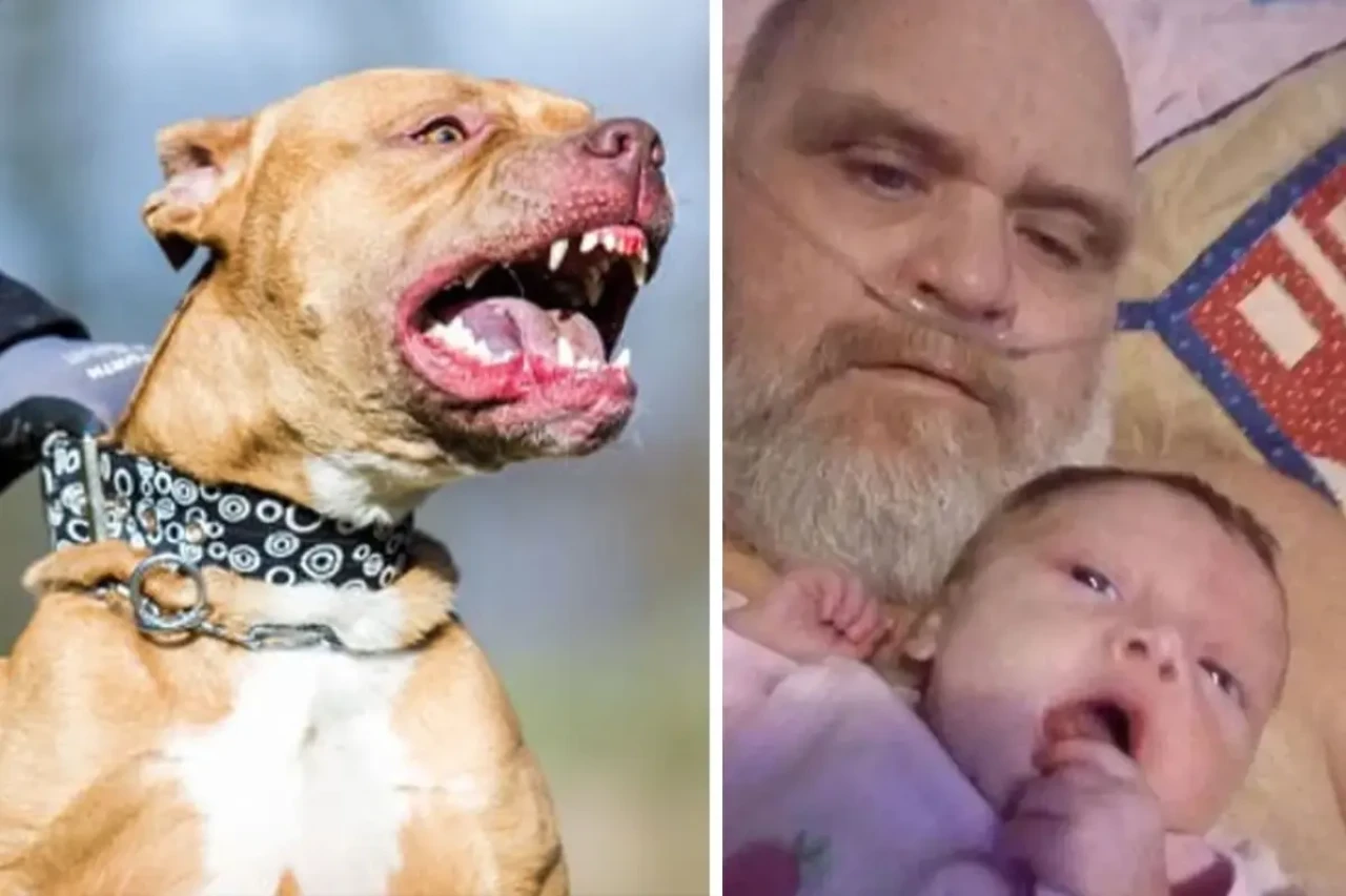 ABD'de pitbull dehşeti: Saldırıya uğrayan dede ve torunu hayatını kaybetti